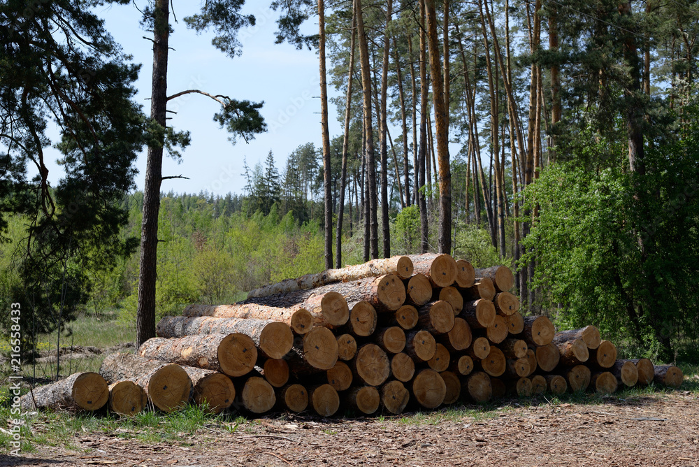 a pile of pine logs