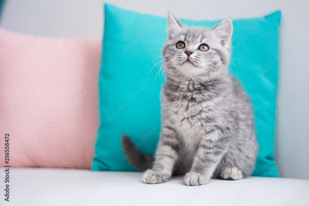 custom made wallpaper toronto digitalScottish kitten posing Photo