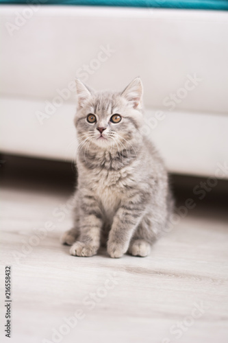 Scottish kitten posing Photo