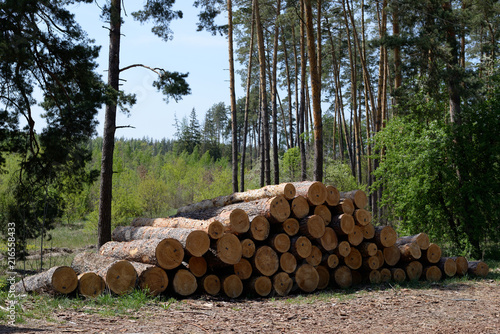 Obraz na płótnie a pile of pine logs w salonie
