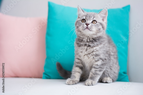 Wallpaper Mural Scottish kitten posing Photo Torontodigital.ca