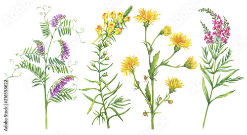Set with wild plant (fireweed, toadflax, thistle, vicia cracca). Watercolor hand drawn painting illustration isolated on a white background. photo