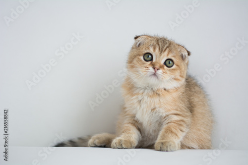 Scottish kitten posing Photo © Дария