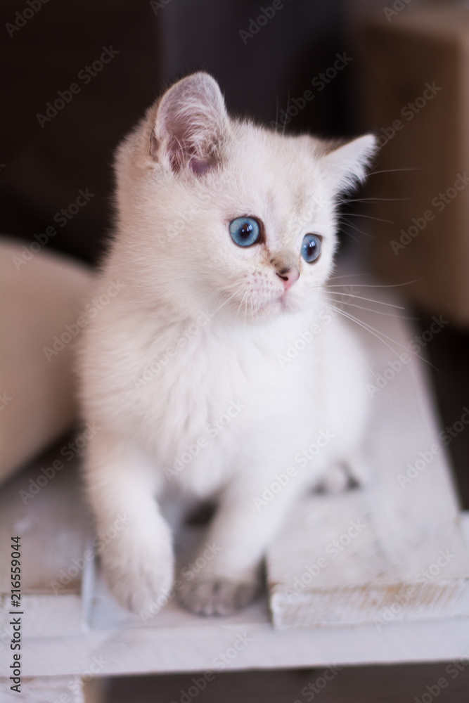 Scottish kitten posing Photo Scottish kitten posing Photo