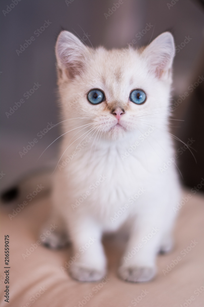 Scottish kitten posing Photo Scottish kitten posing Photo