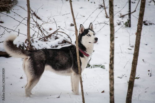 Winter Husky © Darin