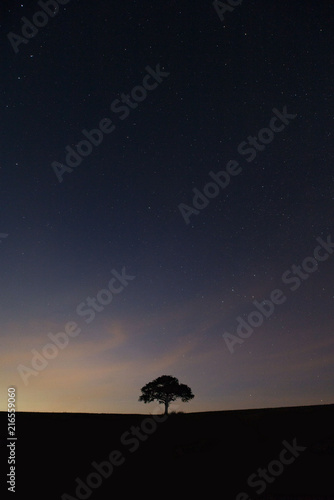 Tree Night Sky