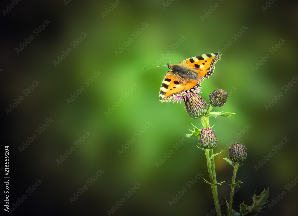 Naklejka premium Butterfly And Thistle