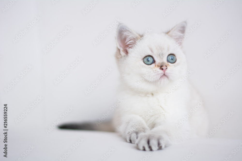 Obraz premium Scottish kitten posing Photo