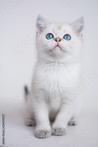 Scottish kitten posing Photo © Дария