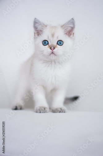 Scottish kitten posing Photo