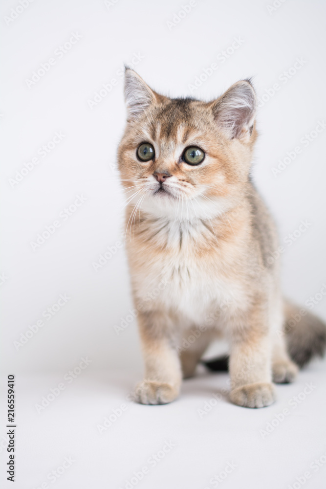 Scottish kitten posing Photo