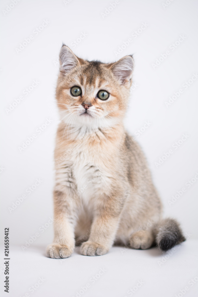 Scottish kitten posing Photo Scottish kitten posing Photo