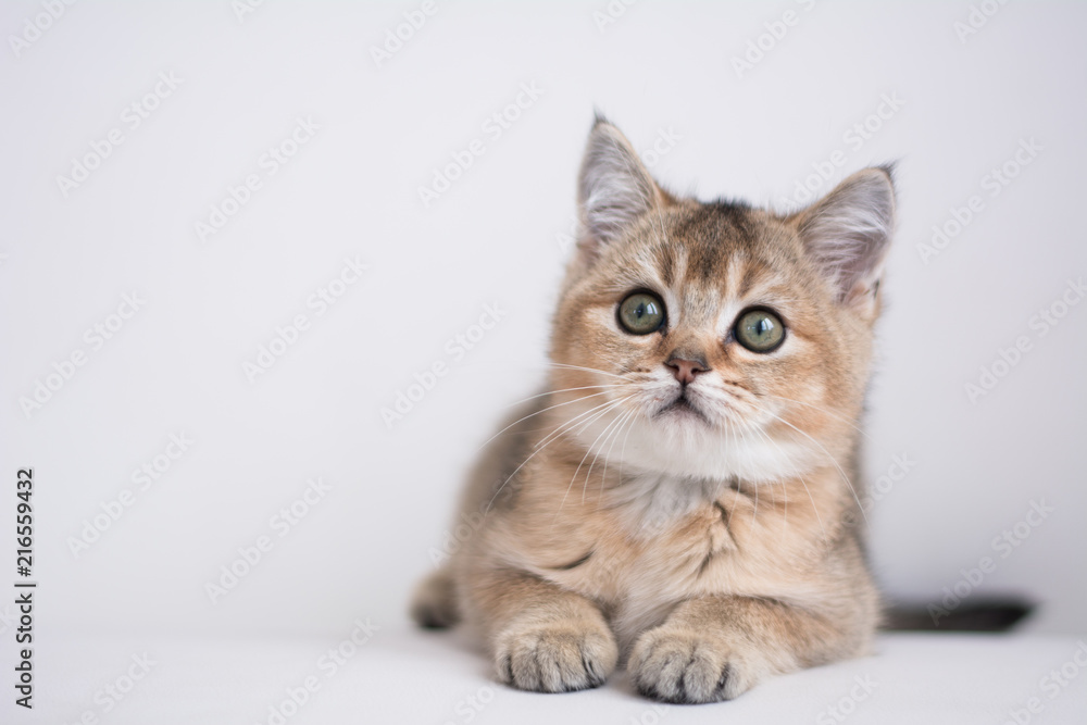 Obraz premium scottish kitten british cat munchkin