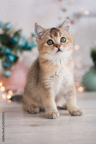 Wallpaper Mural scottish kitten british cat munchkin Torontodigital.ca