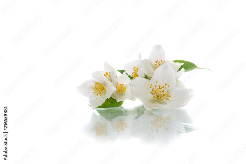 blossoming jasmine flowers