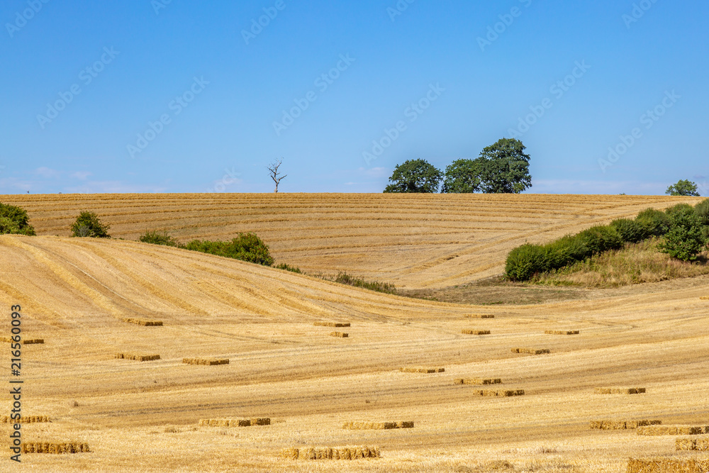Hay stacks in Sussex fields during harvesting