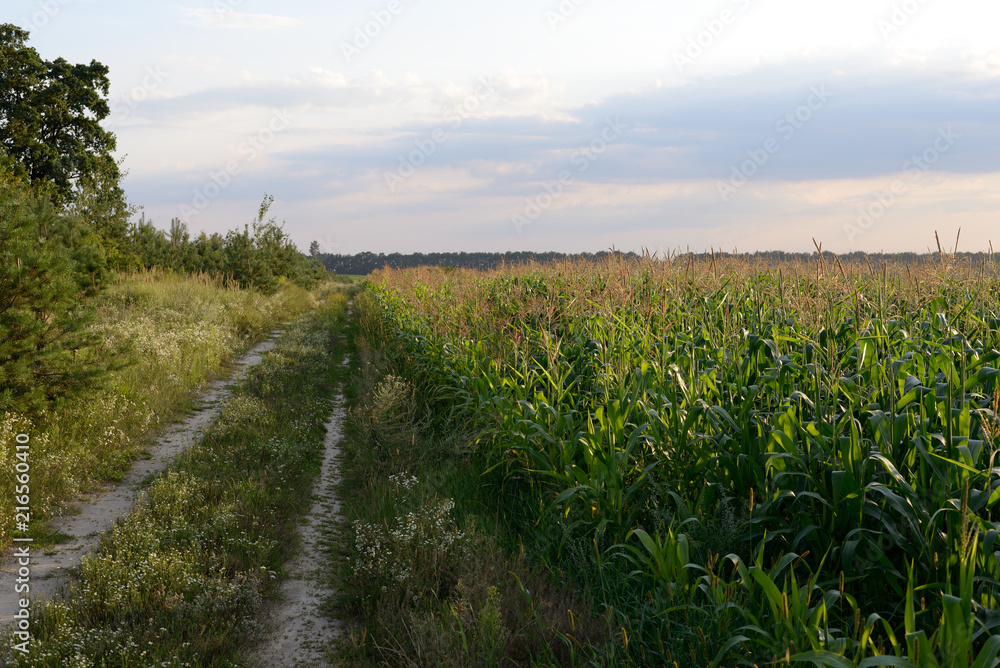 field corn