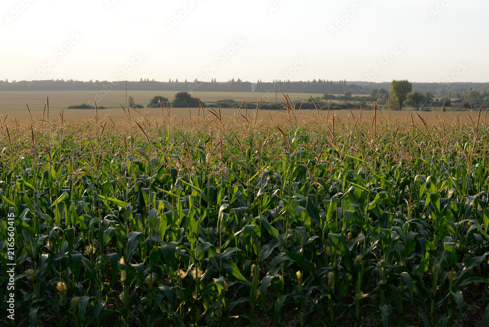 field corn