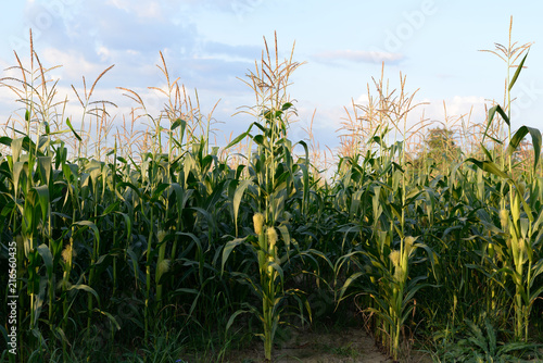field corn