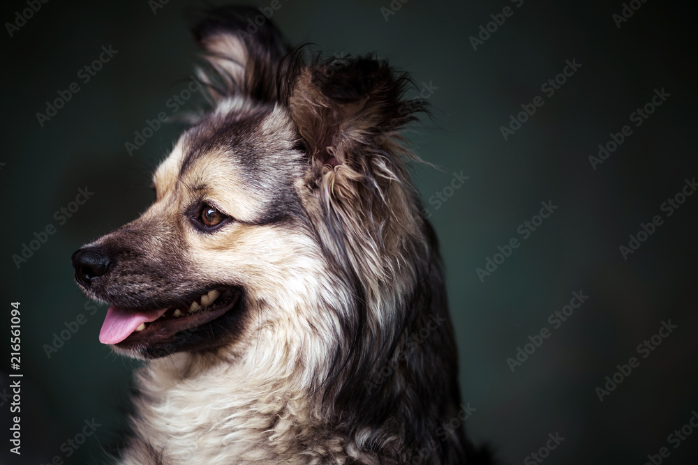 Studio portrait of a yard puppy. 