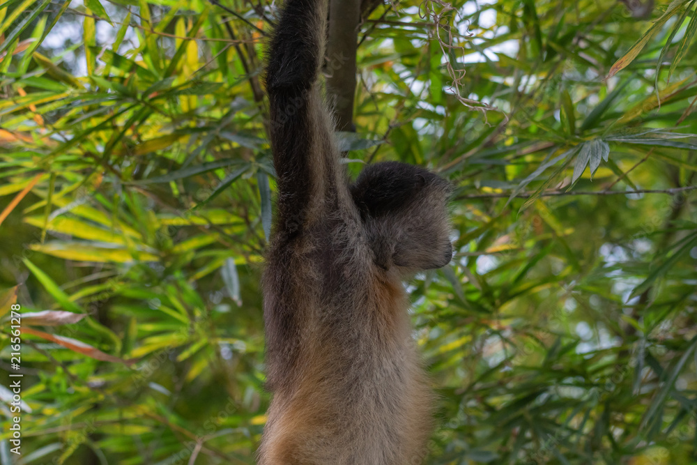 Fototapeta premium mono monkey hanging from tree