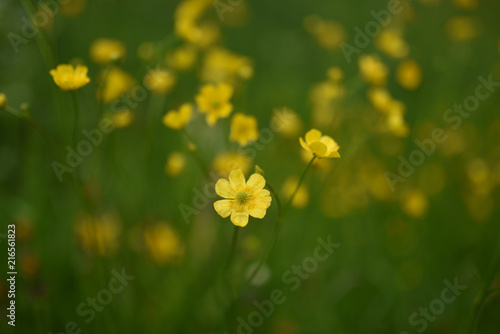 fiori di campo giallo 