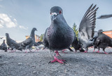 Pigeons on the street are photographed from the ground level
