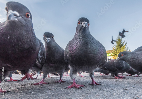 Pigeons on the street are photographed from the ground level