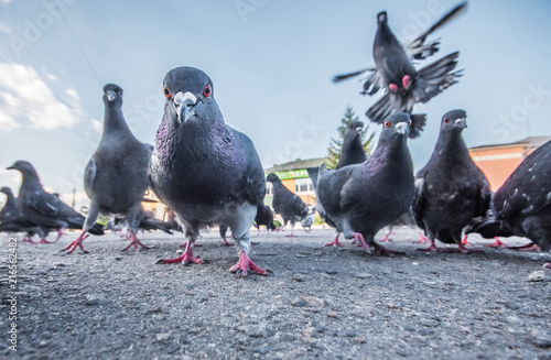 Pigeons on the street are photographed from the ground level