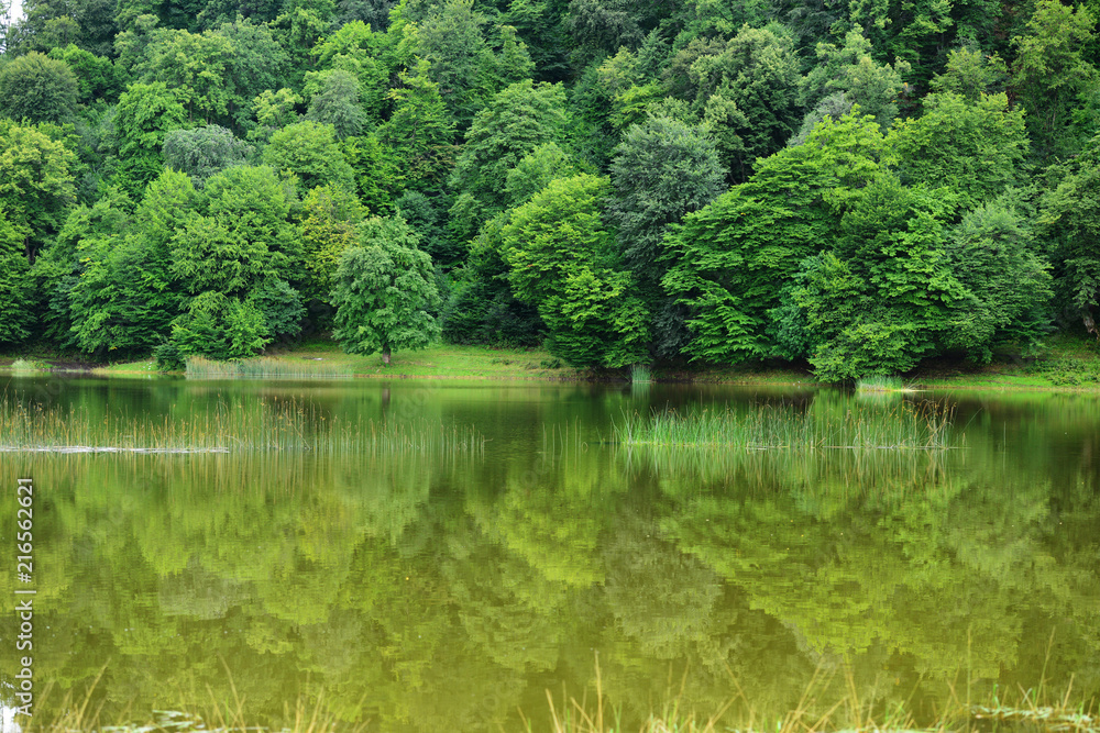 Amazing lake landscape with grasses in the water and forest, Tsover lake, Dsegh, Armenia Amazing lake landscape with grasses in the water and forest, Tsover lake, Dsegh, Armenia