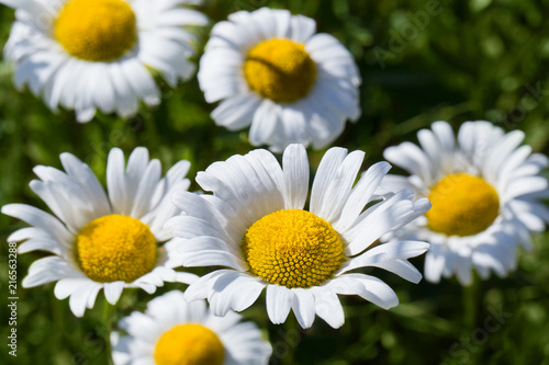 Close-up of chamomiles  white daisies  in a sunny daylight