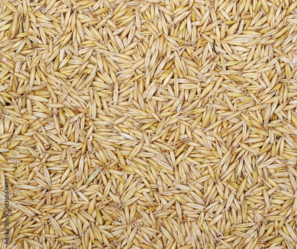 Oats background and texture