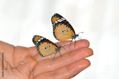 Beautiful butterfly on a woman hand isolated on a white background