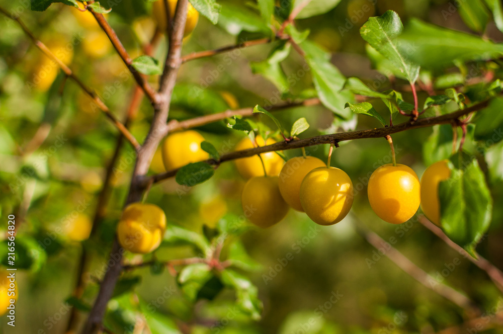 Żółty owoc mirabelki na krzewie