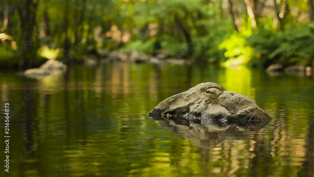 Water Stream Spring Creek in a Plane Oak Forest Water Stream Spring Creek in a Plane Oak Forest