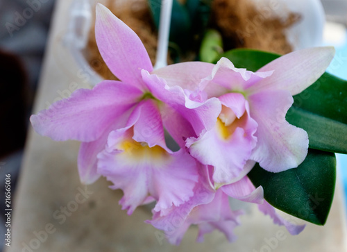  Glamorous orchid Cattleya labiata photo