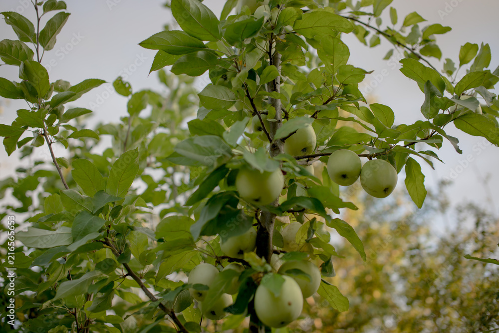 Zielone jabłka na drzewie