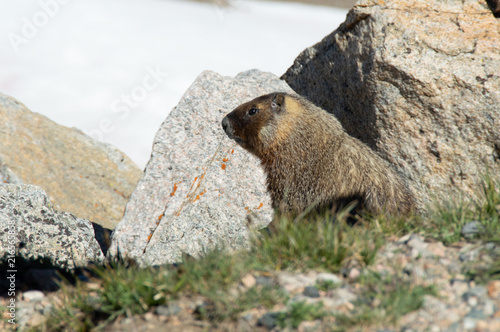 Yellow-bellied Marmot