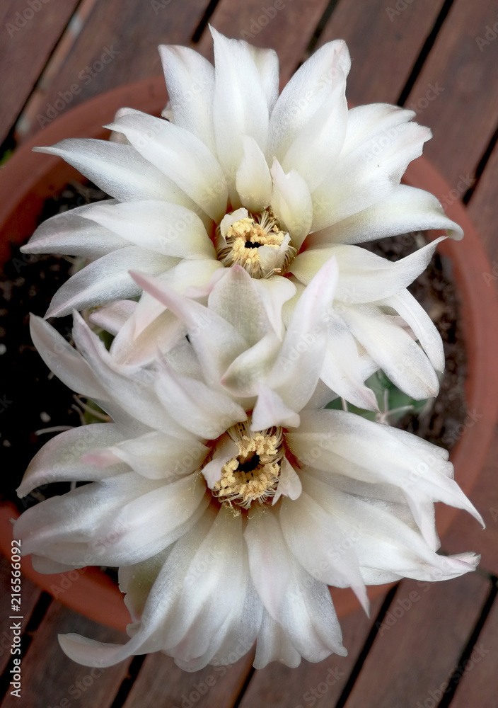Obraz premium cactus white flowers