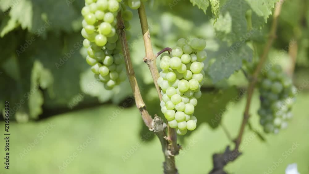 custom made wallpaper toronto digitalGrapes are a sort of nutmeg in the ripening period. Wine-making