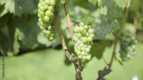 Wallpaper Mural Grapes are a sort of nutmeg in the ripening period. Wine-making Torontodigital.ca