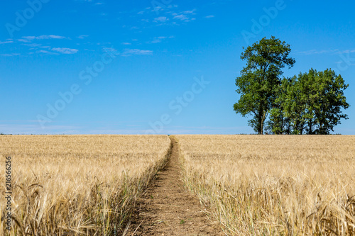 A pathway through a field of wheat that is ready for harvesting, in Sussex