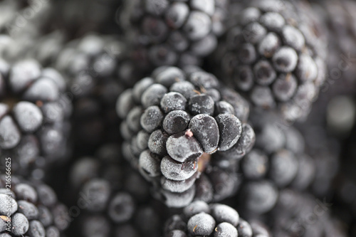  close up bramble covered with hoarfrost. Blackberry berries covered with hoarfrost.