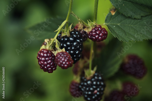 Ripe and unripe blackberries on the bush
