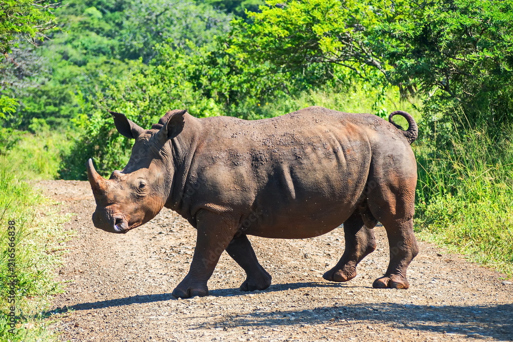 Obraz premium Z podróży po Afryce Południowej. Nosorożec przechodzący przez jezdnię.