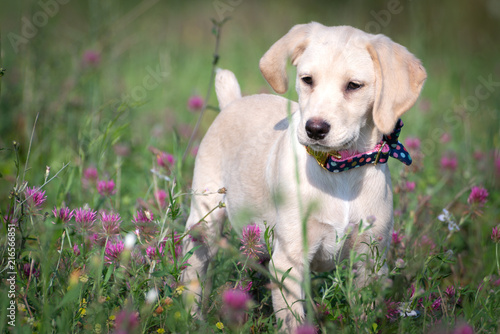 Puppy in the flowery meadow