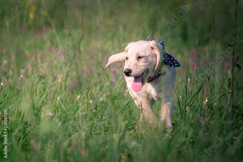 Puppy running through grass and flowers