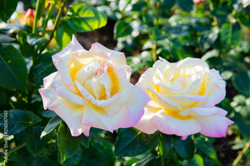 yellow hybrid tea rose