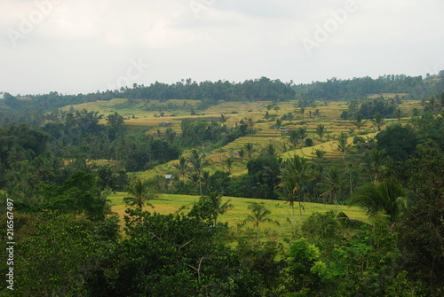 Jatiluwih rice terraces, the UNESCO nature heritage of Bali, Indonesia 
